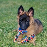 belgian malinois puppy lying in grass and cobbing on a rope toy by nibbling it slightly with front teeth