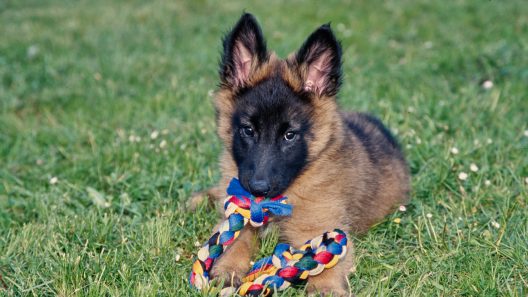 What to Know About Cobbing in Dogs