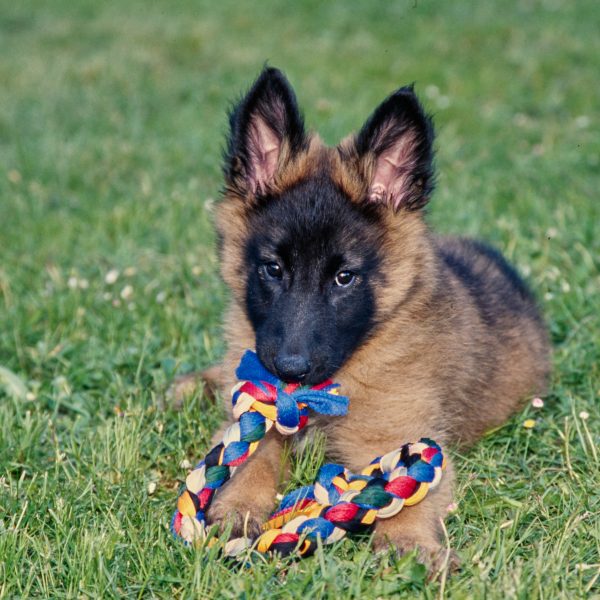 belgian malinois puppy lying in grass and cobbing on a rope toy by nibbling it slightly with front teeth