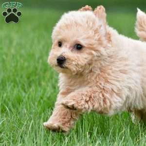 benny, Bich-Poo Puppy