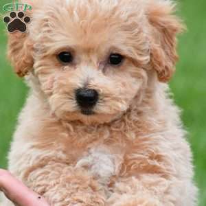 benny, Bich-Poo Puppy