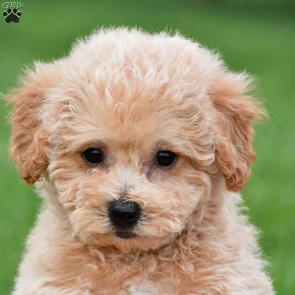benny, Bich-Poo Puppy