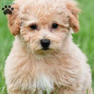 benny, Bich-Poo Puppy