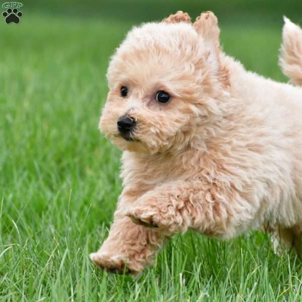 benny, Bich-Poo Puppy