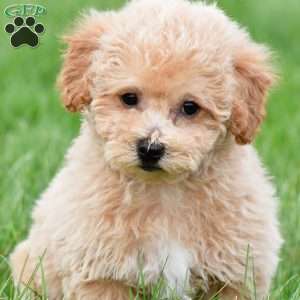 benny, Bich-Poo Puppy