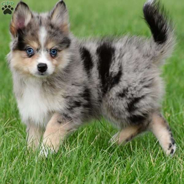 boe, Pomsky Puppy
