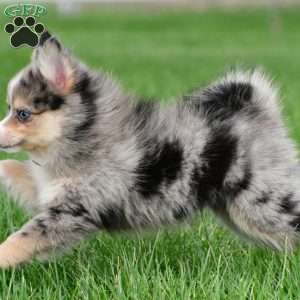 boe, Pomsky Puppy