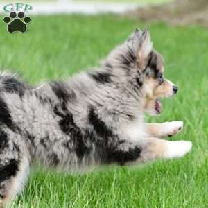 boe, Pomsky Puppy
