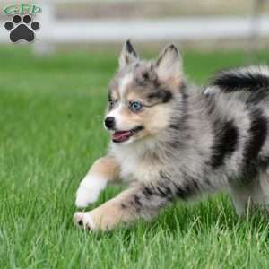boe, Pomsky Puppy