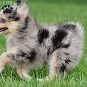 boe, Pomsky Puppy