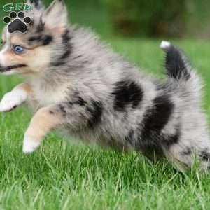 boe, Pomsky Puppy