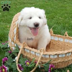 Daffy, Great Pyrenees Puppy