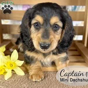 Captain, Dachshund Puppy