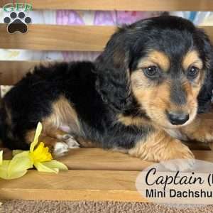 Captain, Dachshund Puppy