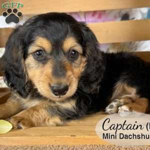 Captain, Dachshund Puppy