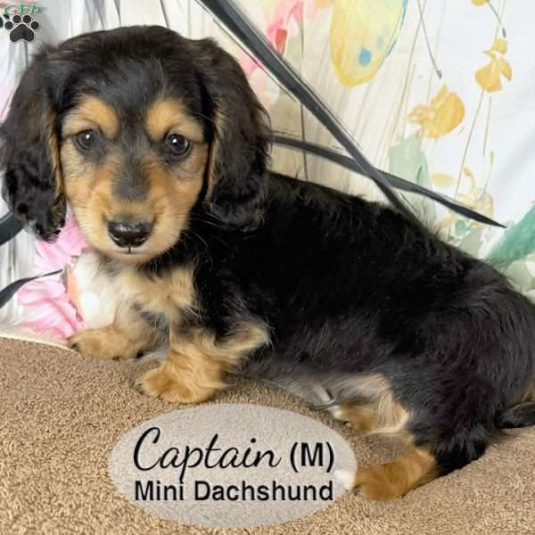 Captain, Dachshund Puppy