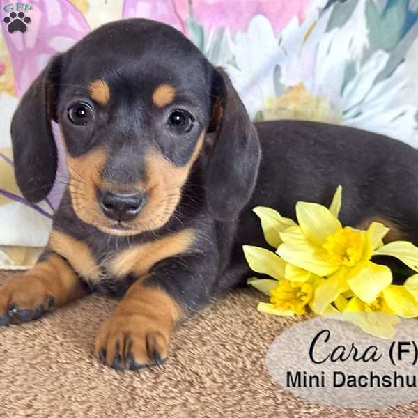 Cara, Dachshund Puppy