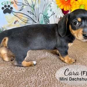 Cara, Dachshund Puppy