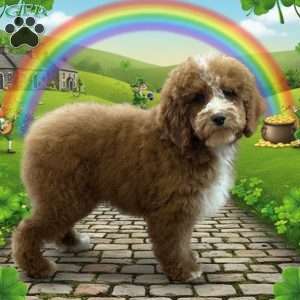 Carter, Cockapoo Puppy