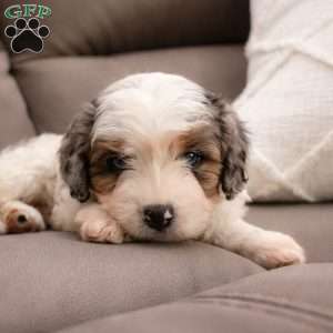 Colin, Cavapoo Puppy