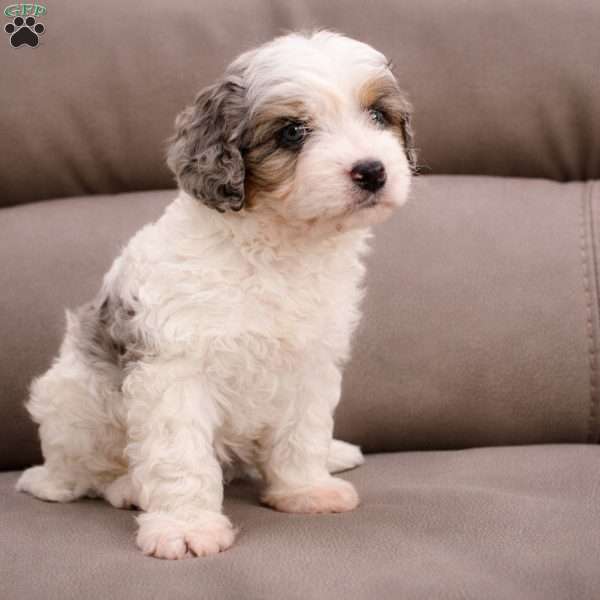 Colin, Cavapoo Puppy
