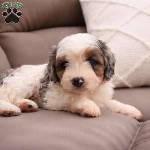 Colin, Cavapoo Puppy
