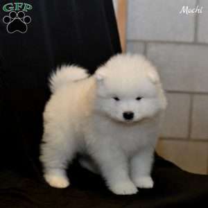 Mochi, Samoyed Puppy