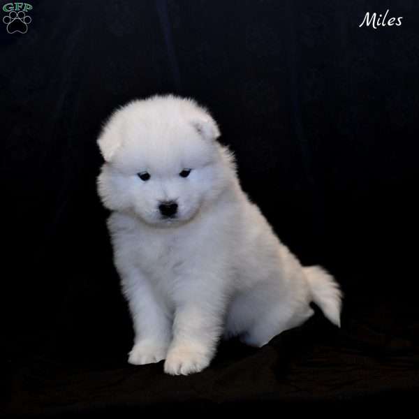 Miles, Samoyed Puppy