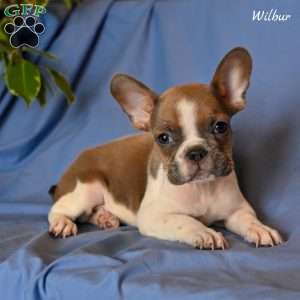 Wilbur, French Bulldog Puppy