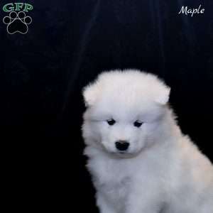 Maple, Samoyed Puppy
