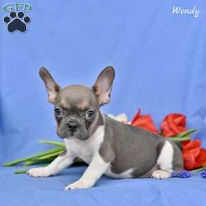 Wendy, French Bulldog Puppy