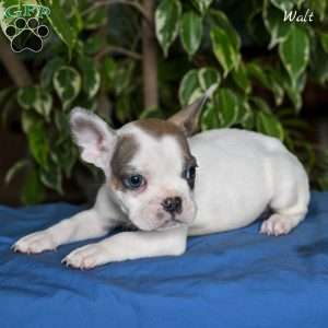 Walt, French Bulldog Puppy