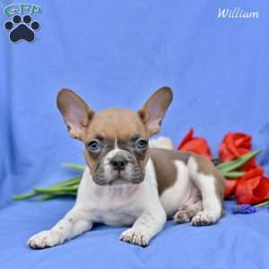 William, French Bulldog Puppy