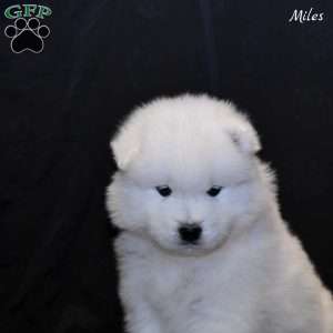 Miles, Samoyed Puppy