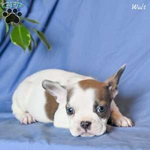 Walt, French Bulldog Puppy