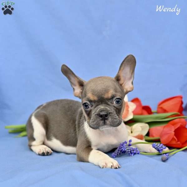 Wendy, French Bulldog Puppy