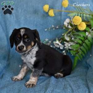 Checkers, Miniature Australian Shepherd Mix Puppy
