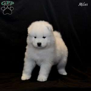 Miles, Samoyed Puppy
