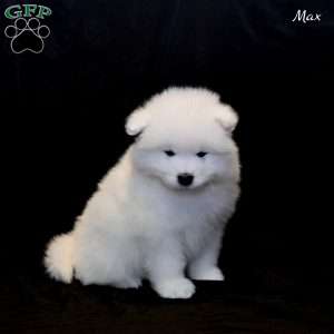 Max, Samoyed Puppy