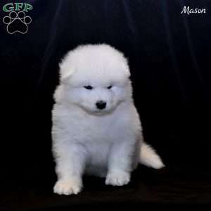 Mason, Samoyed Puppy