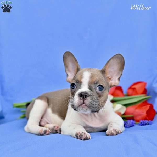 Wilbur, French Bulldog Puppy