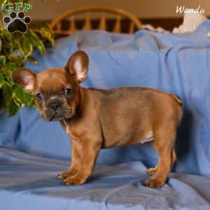 Wanda, French Bulldog Puppy