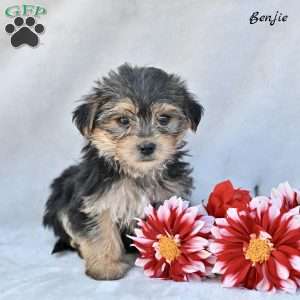 Benjie, Morkie / Yorktese Puppy