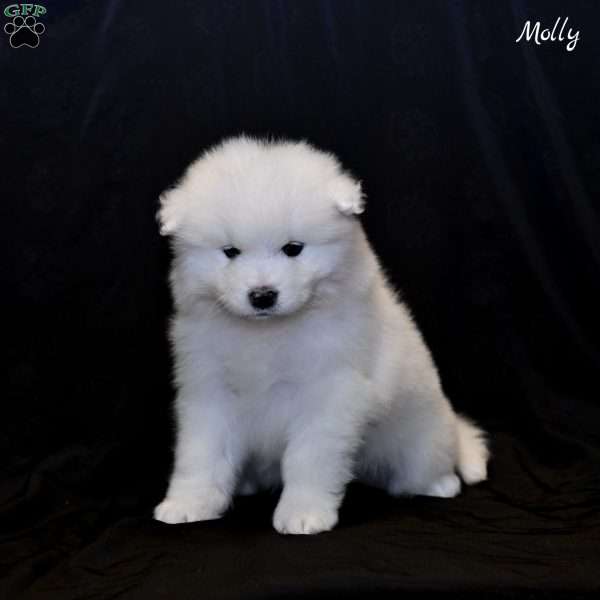Molly, Samoyed Puppy