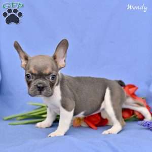 Wendy, French Bulldog Puppy