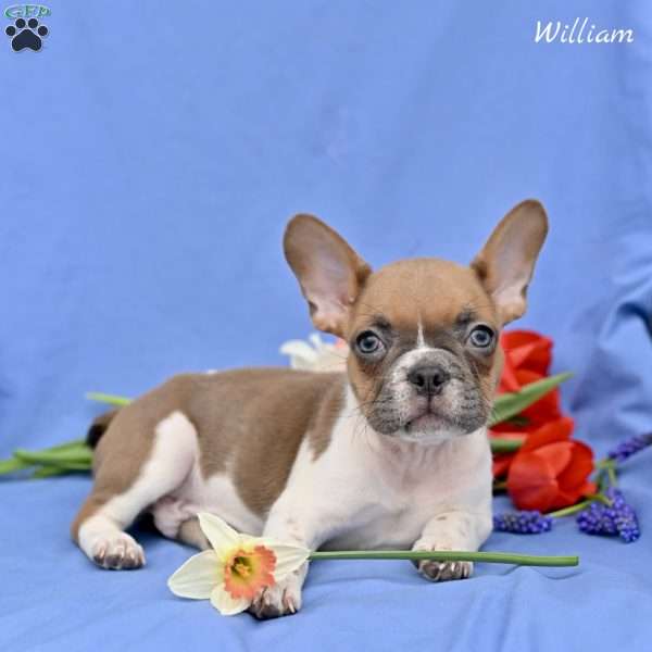 William, French Bulldog Puppy