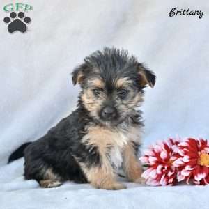 Brittany, Morkie / Yorktese Puppy