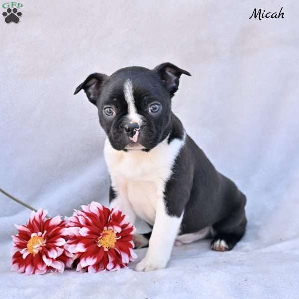 Micah, Boston Terrier Puppy