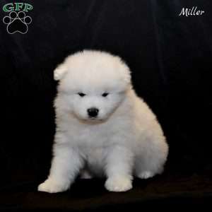 Miller, Samoyed Puppy