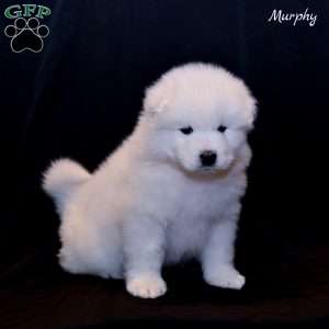 Murphy, Samoyed Puppy